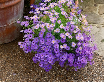 200 couleurs mélangées SWAN RIVER DAISY Graines de fleurs Brachyscome Iberidifolia