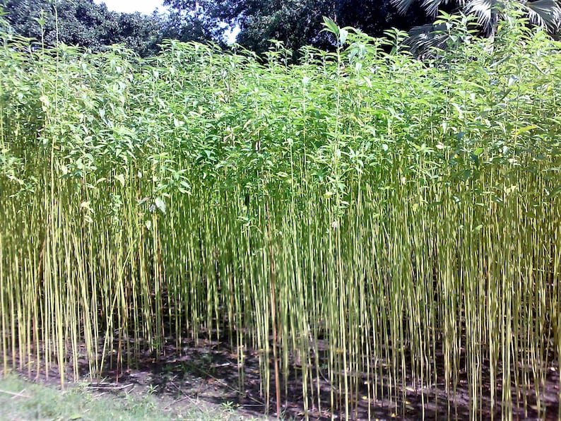 100 TOSSA JUTE Mallow Corchorus Olitorius African Sorrel Bush Okra Twine Vegetable Seeds image 10
