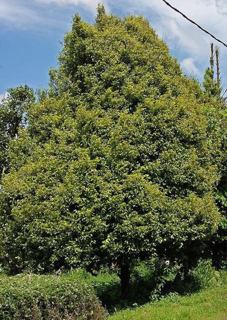 1 NUTMEG TREE Seed Myristica Fragrans Pala MACE Fruit Nut Etsy