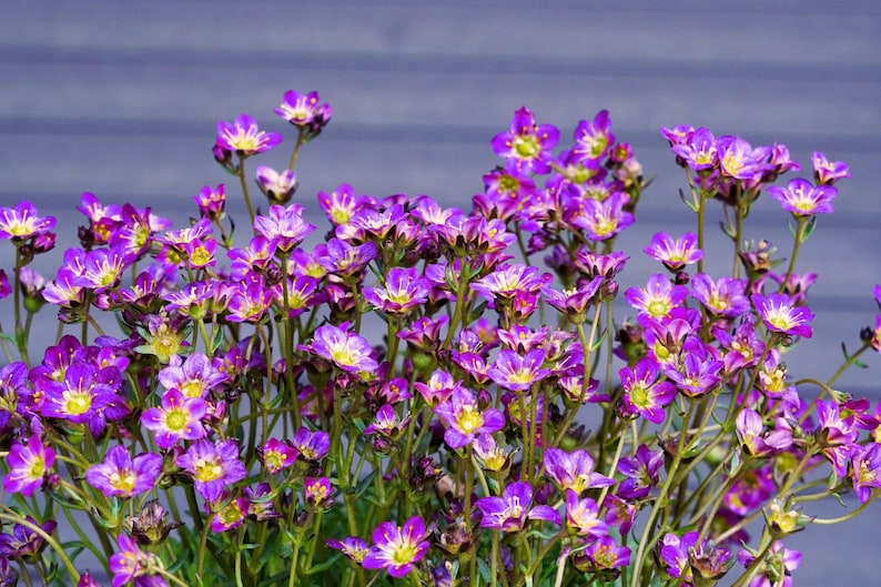 Saxifraga Seeds
