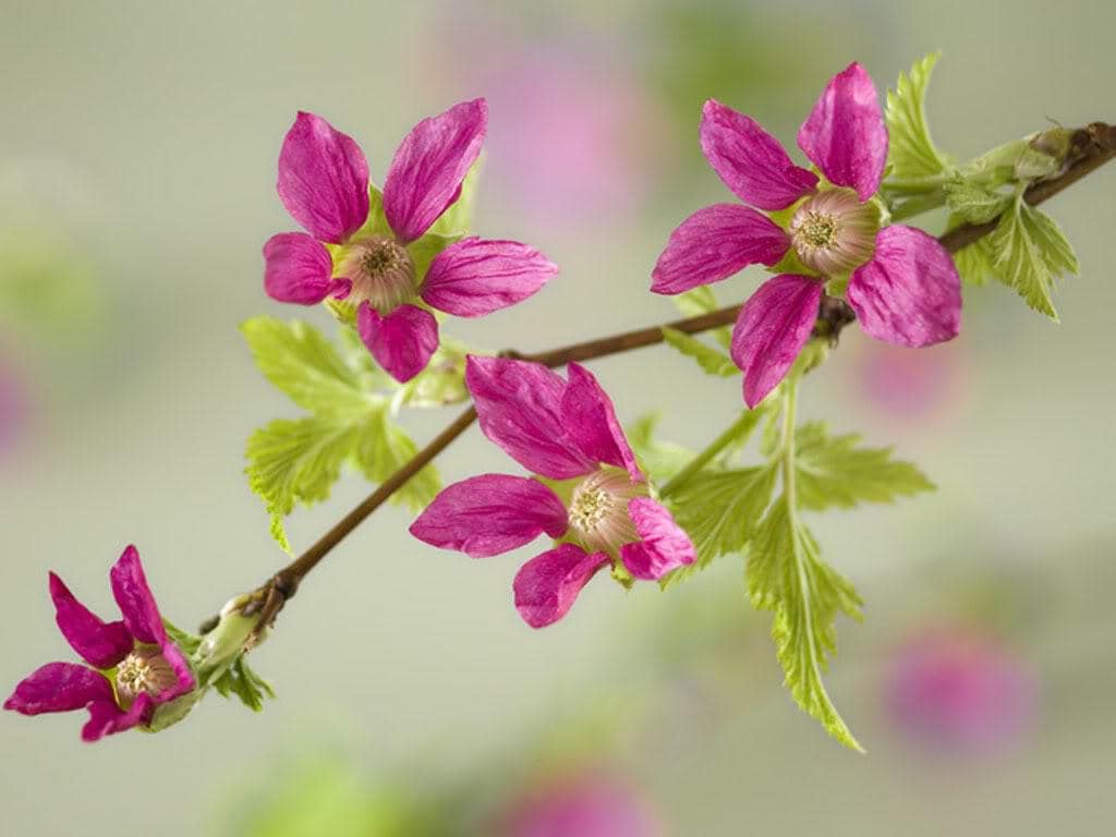 20 SALMONBERRY RUSSIAN RASPBERRY Rubus Spectabilis Fruit Seeds Purple