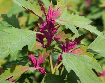 100 GIANT GOOSEFOOT Chenopodium Giganteum Purple Magenta Spreen Vegetable Seeds