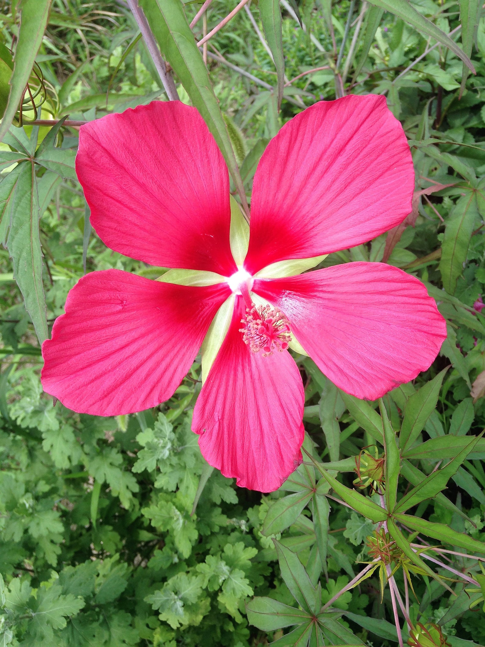 10 Red TEXAS STAR HIBISCUS Coccineus Scarlet Rosemallow Flower Etsy