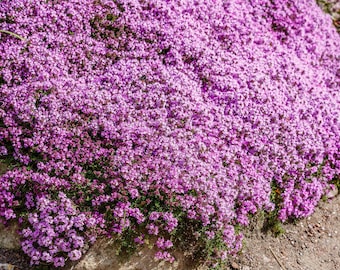 100 Walk On Me CREEPING THYME Thymus Serpyllum Herb Flower Seeds