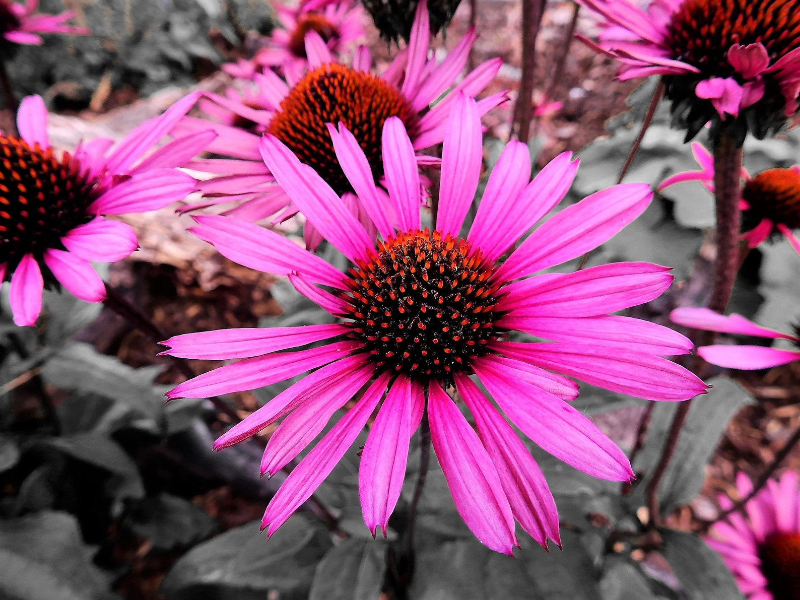 25 BRIGHT STAR CONEFLOWER Echinacea Purpurea Lavender Bright | Etsy