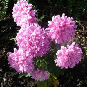 30 Duchess CORAL PAEONY ASTER French Peony Callistephus Flower Seeds *Flat Shipping