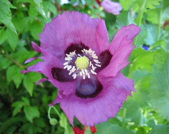 400 PERSIAN BLUE POPPY Papaver Somniferum Flower Seeds