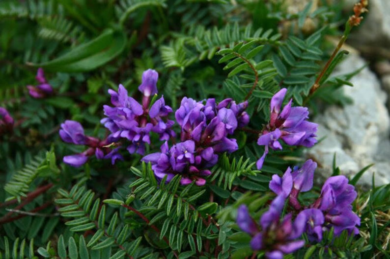 30 Purple LOCOWEED / CRAZYWEED Oxytropsis Lambertii Flower | Etsy