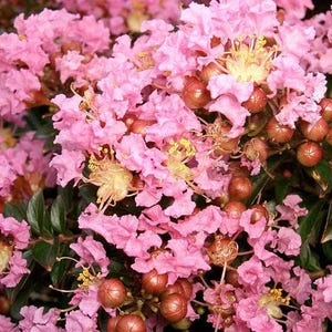 35 Light PINK CREPE MYRTLE Crape Tree Shrub Lagerstroemia Indica Flower Seeds *Flat S/H