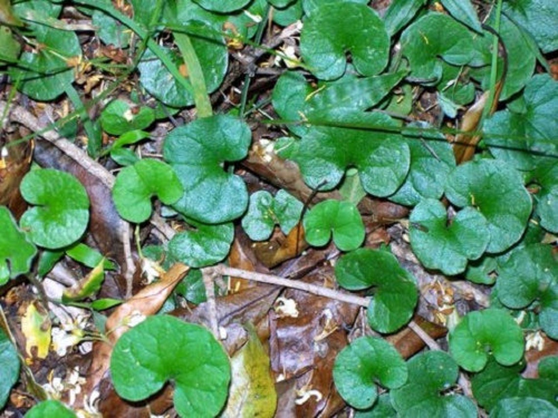 1000 DICHONDRA Repens Aka Lawn Leaf Flower Evergreen Ground - Etsy