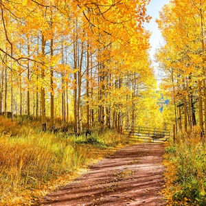 50 Golden QUAKING ASPEN TREE Populus Tremuloides White Bark Yellow Fall Cold Hardy Seeds
