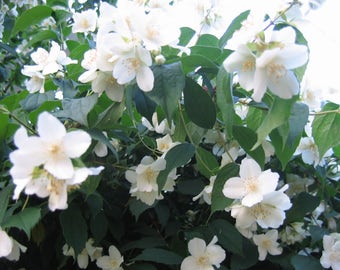 20 SWEET MOCK ORANGE English Dogwood Philadelphus Coronarius Shrub Flower Seeds *Comb S/H