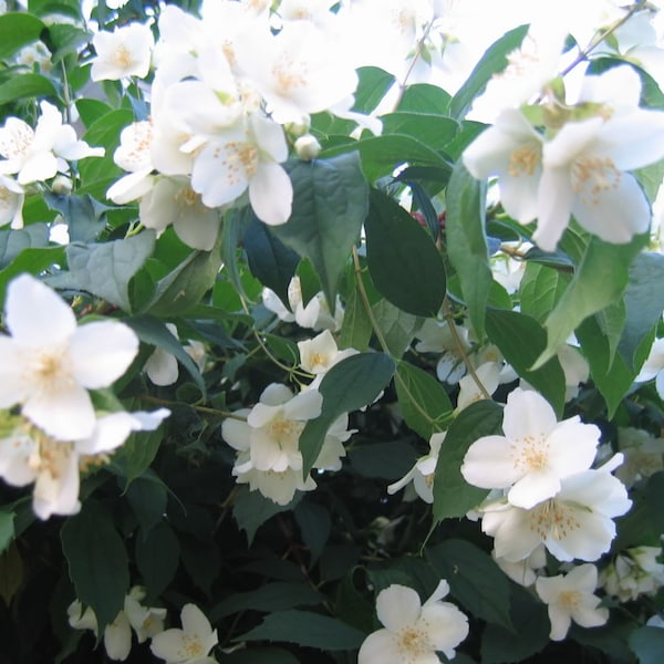 20 SWEET MOCK ORANGE English Dogwood Philadelphus Coronarius Shrub Flower Seeds *Comb S/H