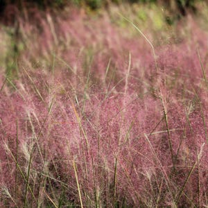 100 RUBY SILK LOVEGRASS Ornamental Love Grass Eragrostis Tef Sementes