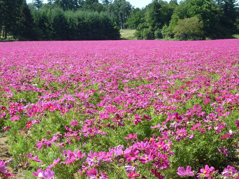 300 DWARF PINK COSMOS Cosmos Bipinnatus Flower Seeds image 2