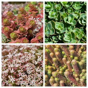 150 MIXED SEDUM Stonecrop Succulent Groundcover Red White Yellow Pink Purple Color Mix Flower Seeds imagem 6