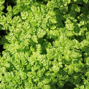 200 BRUSSELS WINTER CHERVIL  Anthriscus Gourmet European Heirloom Herb Vegetable Seeds