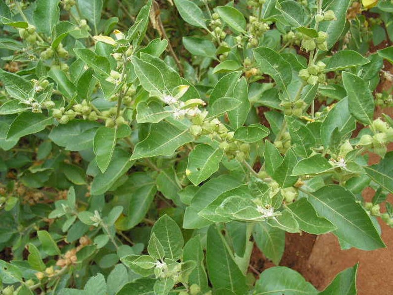 50 INDIAN GINSENG Withania Somnifera Ashwaganda Herb Flower | Etsy