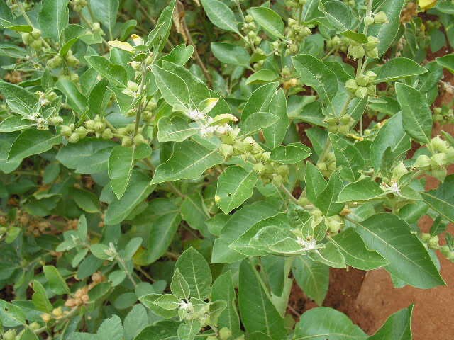 25 seed Withania Somnifera Indian Ginseng /"Ashwaganda/"