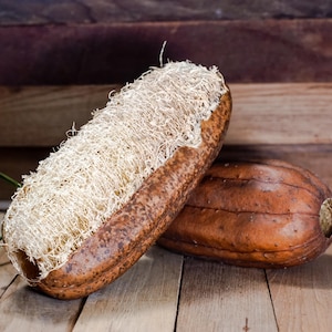 May include: Two brown loofah sponges, one with a white fibrous texture, on a wooden surface.