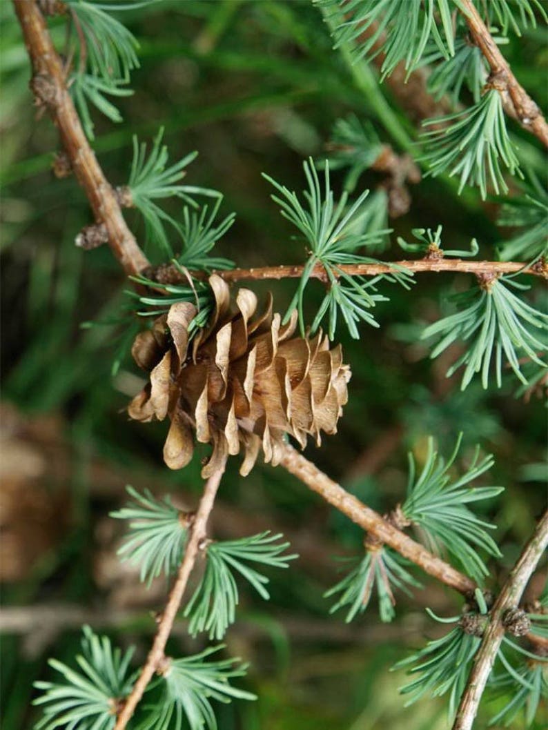 25 JAPANESE LARCH TREE Conifer Pine Cones Bonsai Larix Etsy