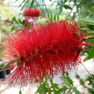 40 CRIMSON BOTTLEBRUSH Callistemon Citrinus Flowering Shrub Bush Small Tree Seeds image 2