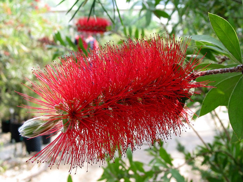 40 CRIMSON BOTTLEBRUSH Callistemon Citrinus Flowering Shrub Bush Small Tree Seeds image 2