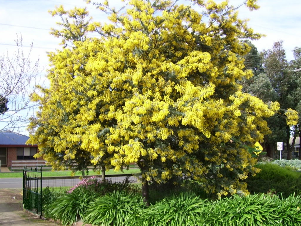 10 GOLDEN MIMOSA Acacia Baileyana Yellow Wattle Tree Flower Etsy UK