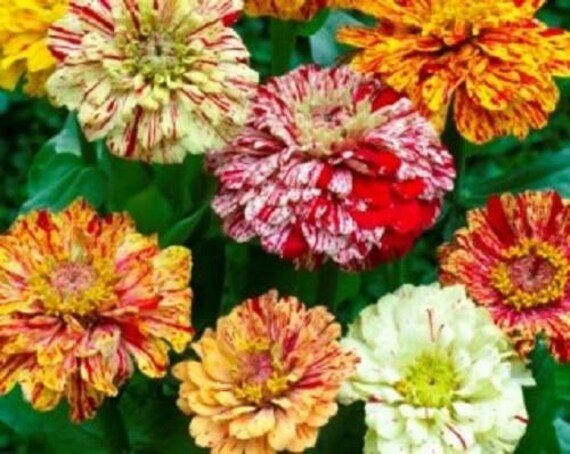 25 Peppermint Stick Mix Zinnia Seeds