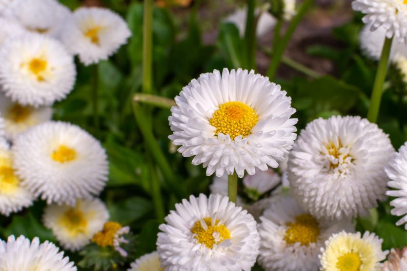 Seedville English Daisy Seeds - Thumbnail 5