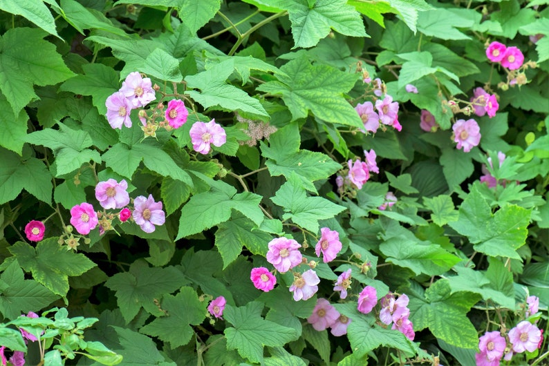 20 PURPLE FLOWERING RASPBERRY Thornless Edible Rubus Odoratus Fruit Berry Seeds image 5