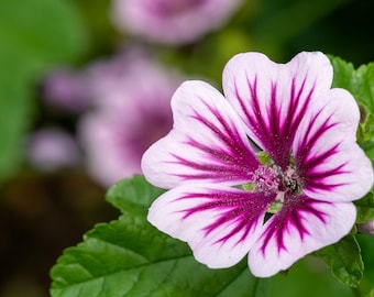 20 ZEBRA MALLOW Malva sylvestris var. Zebrina Flower Seeds