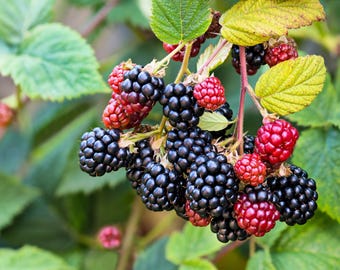 100 BLACKBERRY Fruit Bush Rubus Allegheniensis Seeds