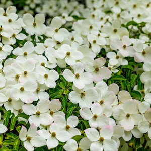 20 HIMALAYAN DOGWOOD / STRAWBERRY Tree Cornus Capitata White & Pink Flower Red Fruit Seeds