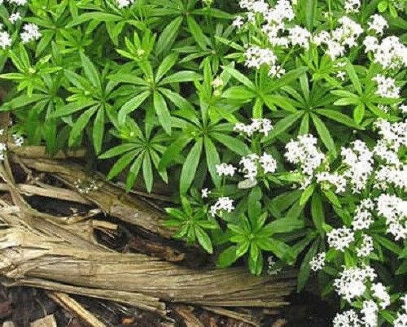 20 SWEET WOODRUFF ASPERULA Galium Odoratum Shade White Flower image 0