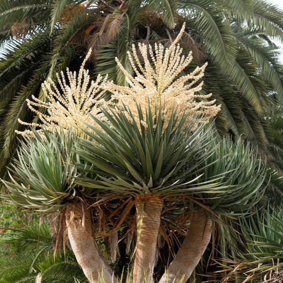10 DRACHENBAUM Dracaena Draco Kanaren Drachenblut Aspergus Yucca Evergreen  Succulent Zimmerpflanze Orange Beere Wei Blumensamen - Etsy.de