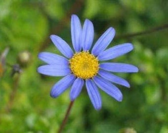 50 Blue RICE BUTTON ASTER Dumosus Flower Seeds