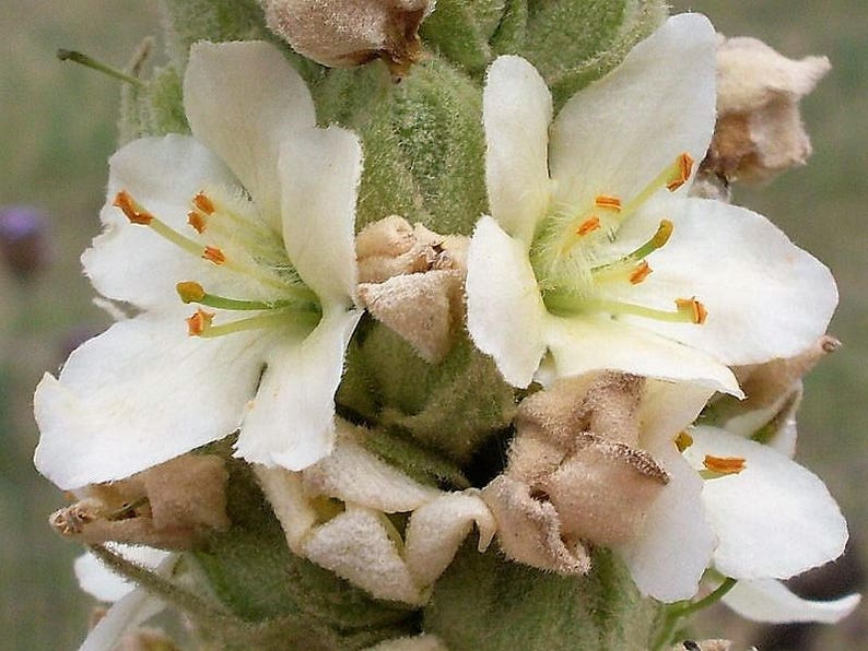 Verbascum blattaria