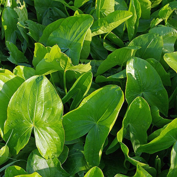 500 White Broadleaf ARROWHEAD Sagittaria Latifolia POND WETLAND Flower Seeds *Comb S/H