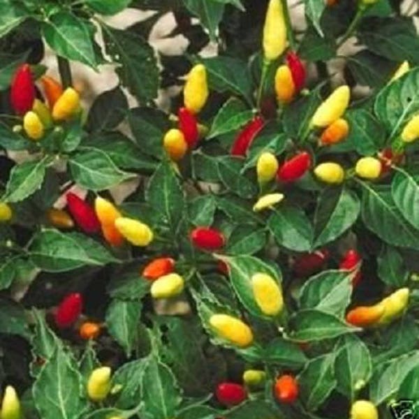 50 TABASCO PEPPER Hot Red Capsicum Fruitescens Vegetable Seeds *Flat S/H