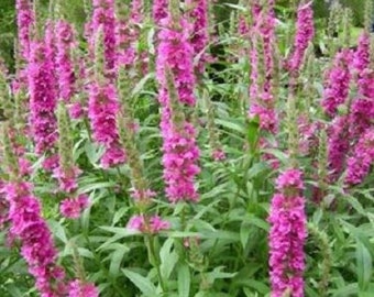 1000 PINK WINGED LOOSESTRIFE Lythrum Alatum Flower Seeds