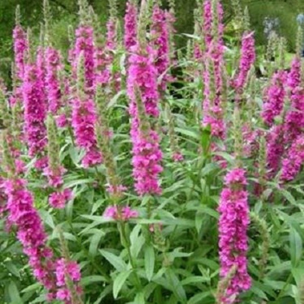 1000 PINK WINGED LOOSESTRIFE Lythrum Alatum Flower Seeds