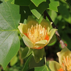 15 TULIPA ÁRVORE DE POPLAR Flor Amarela Liriodendron Tulipifera Sementes de Madeira Branca