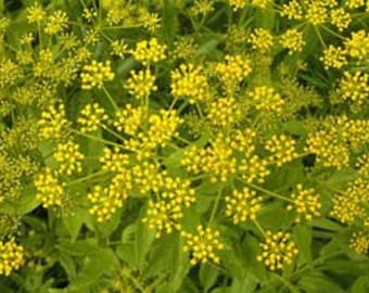 150 GOLDEN ALEXANDER (Golden Zizia / Meadow Zizia) Zizia Aurea Flower Seeds