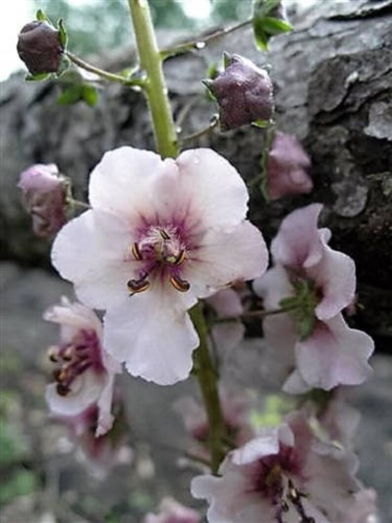 50 WEDDING CANDLES VERBASCUM Chaixii Album Mullein White | Etsy