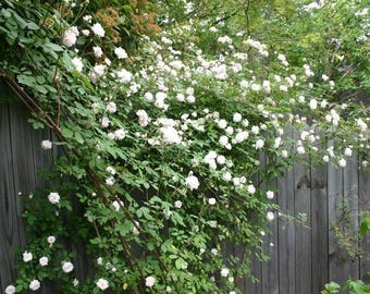 Chinese Julie. Climbing Rose Hanxian 涵仙，cut Rose. highly
