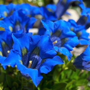 15 Blue STEMLESS GENTIAN Gentiana Acaulis Kochiana Flower Seeds Flat Shipping image 1