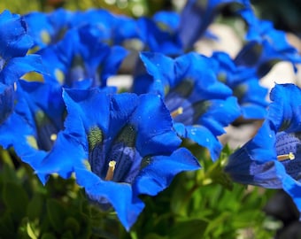 15 Blue STEMLESS GENTIAN Gentiana Acaulis Kochiana Flower Seeds *Flat Shipping