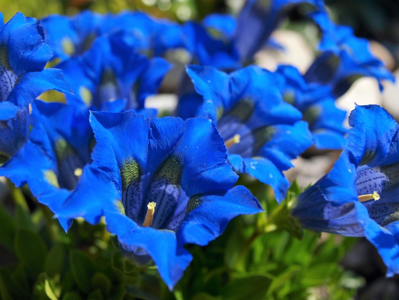 15 Blue STEMLESS GENTIAN Gentiana Acaulis Kochiana Flower Seeds Flat Shipping image 1
