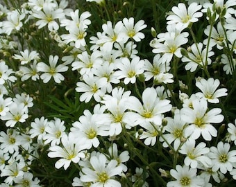 1500 SNOW IN SUMMER (Chickweed) Cerastium Biebersteinii Flower Seeds